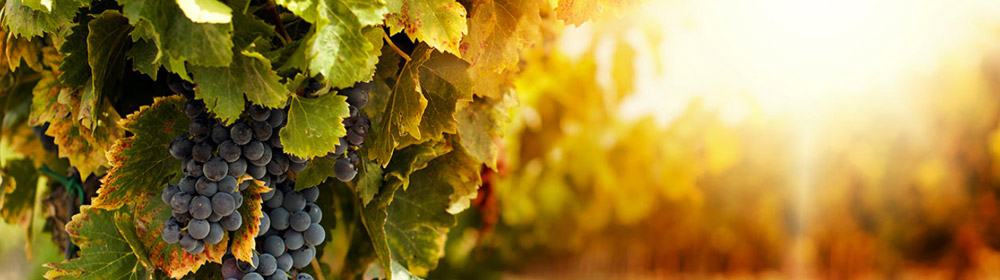 Roteiro de Vinhos italianos